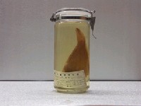 藏品(藍豬齒魚)的圖片